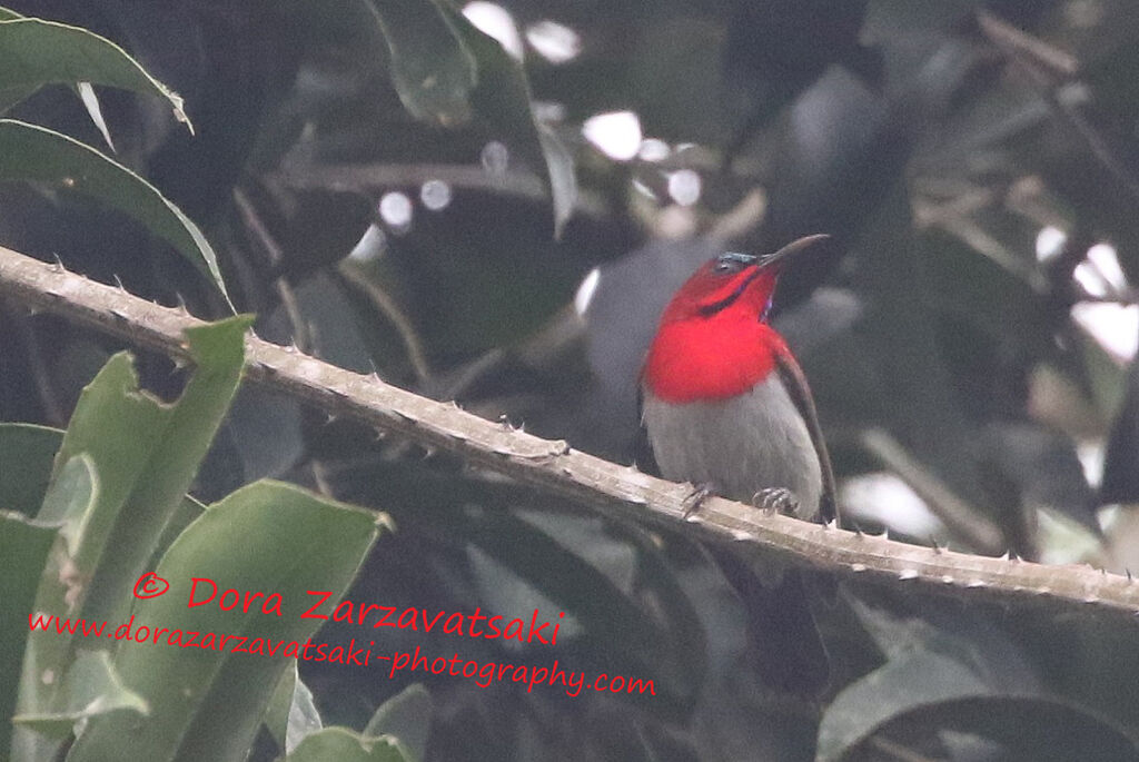 Souimanga siparaja mâle adulte, identification