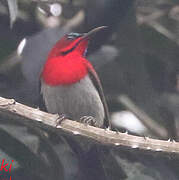 Crimson Sunbird