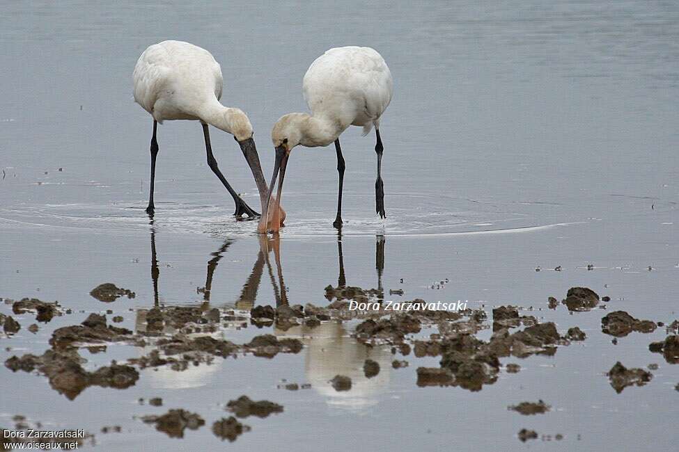 Eurasian Spoonbill, fishing/hunting, eats