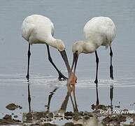 Eurasian Spoonbill