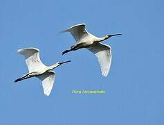 Eurasian Spoonbill