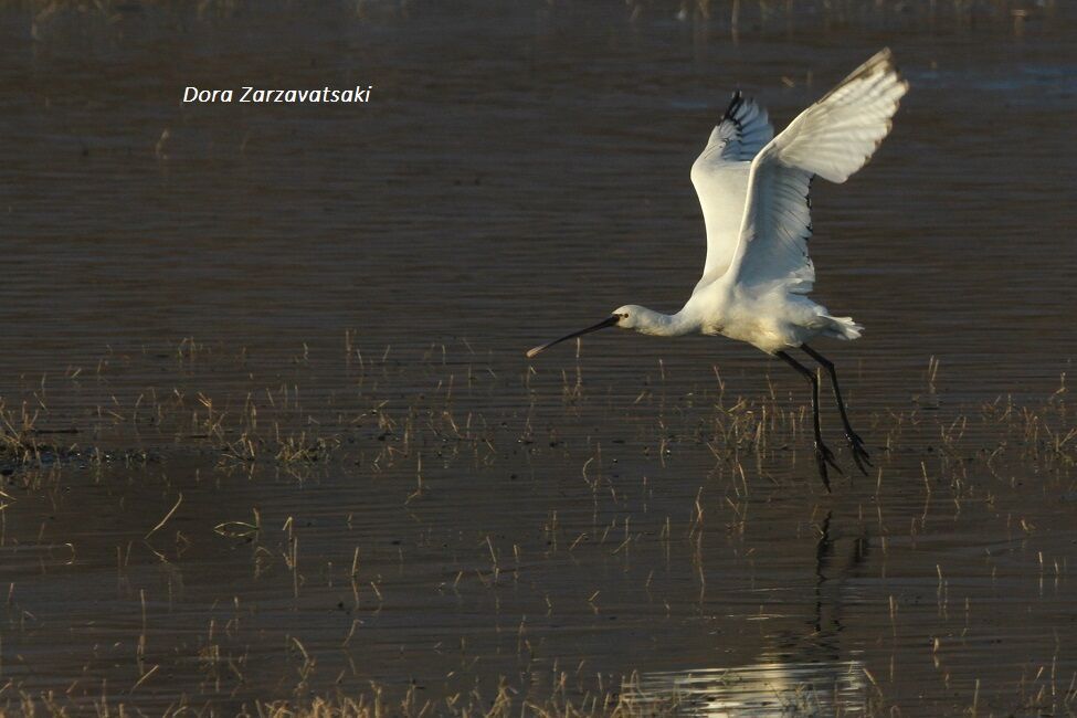 Eurasian Spoonbilljuvenile, Flight