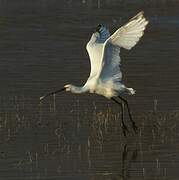 Eurasian Spoonbill