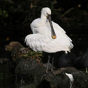 Eurasian Spoonbill