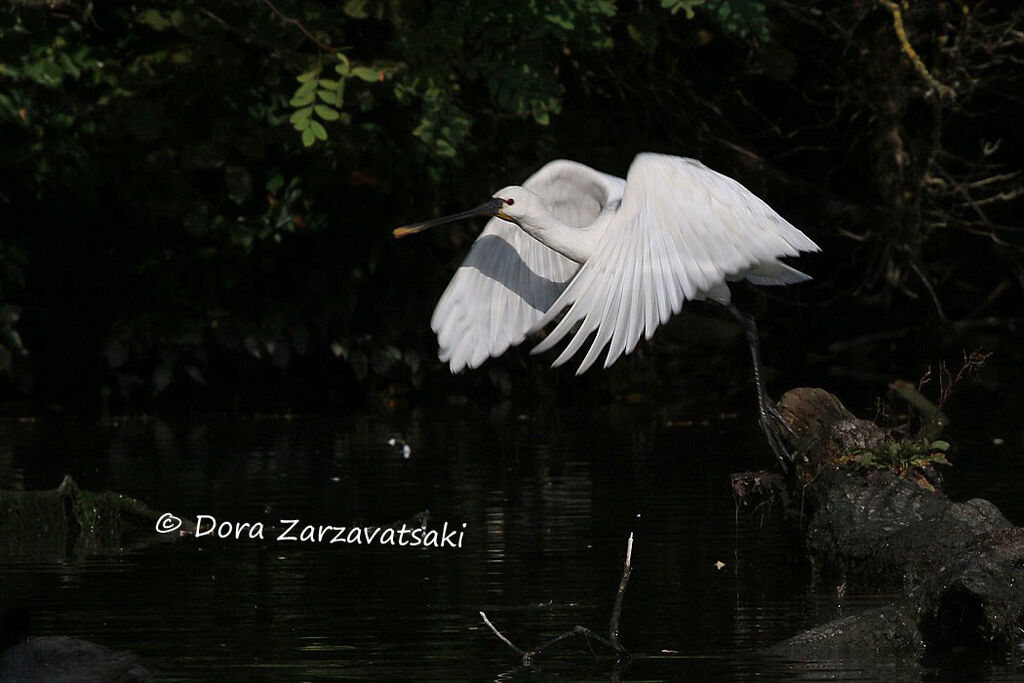 Eurasian Spoonbill