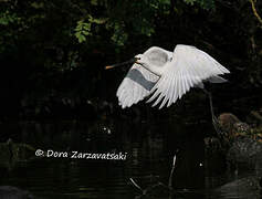 Eurasian Spoonbill