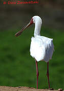 African Spoonbill