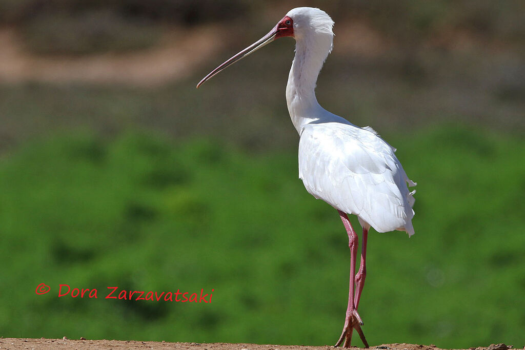 African Spoonbilladult, identification