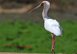 African Spoonbill