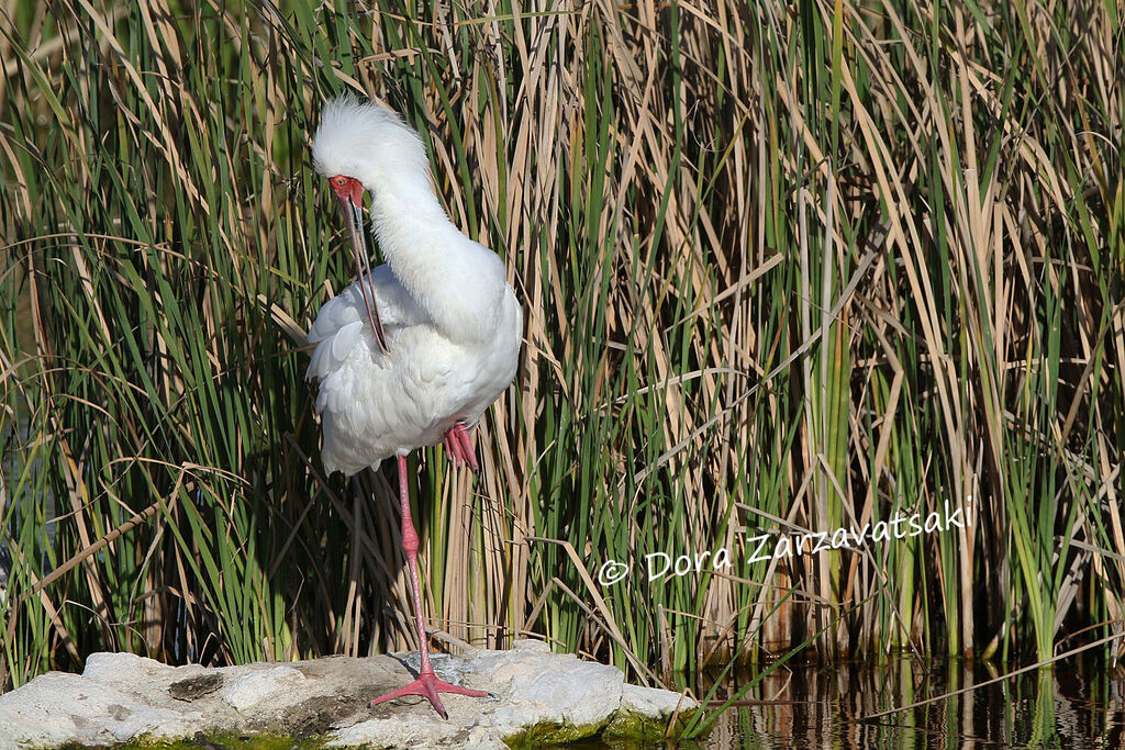 African Spoonbilladult, identification, care