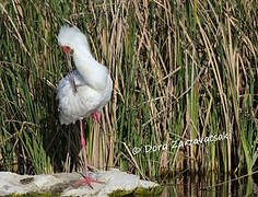 African Spoonbill