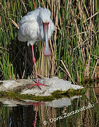 African Spoonbill