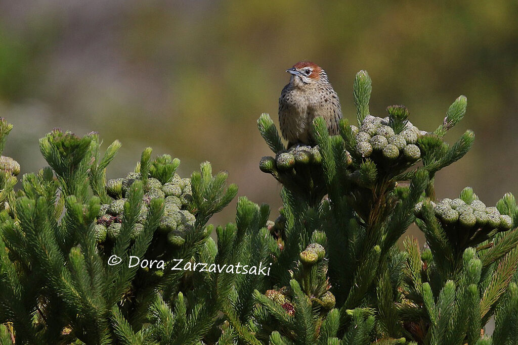 Cape Grassbirdadult