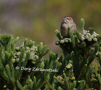 Cape Grassbird