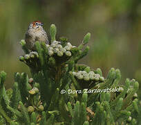 Cape Grassbird