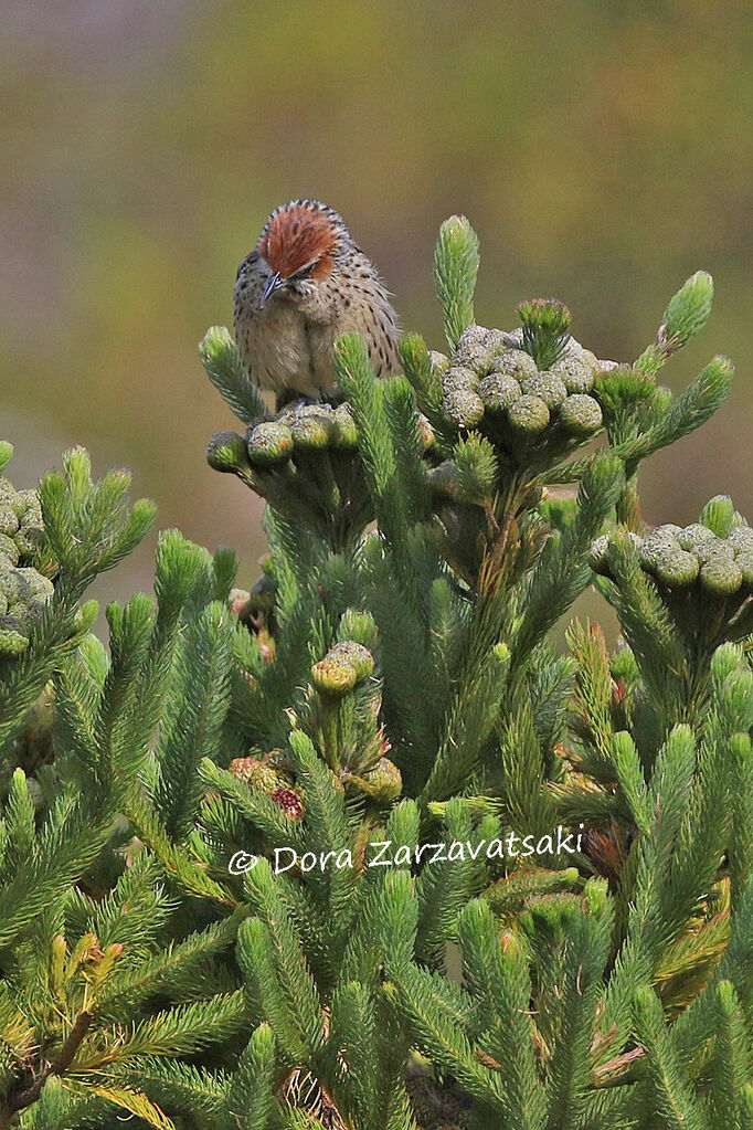 Cape Grassbirdadult