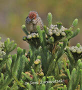 Cape Grassbird