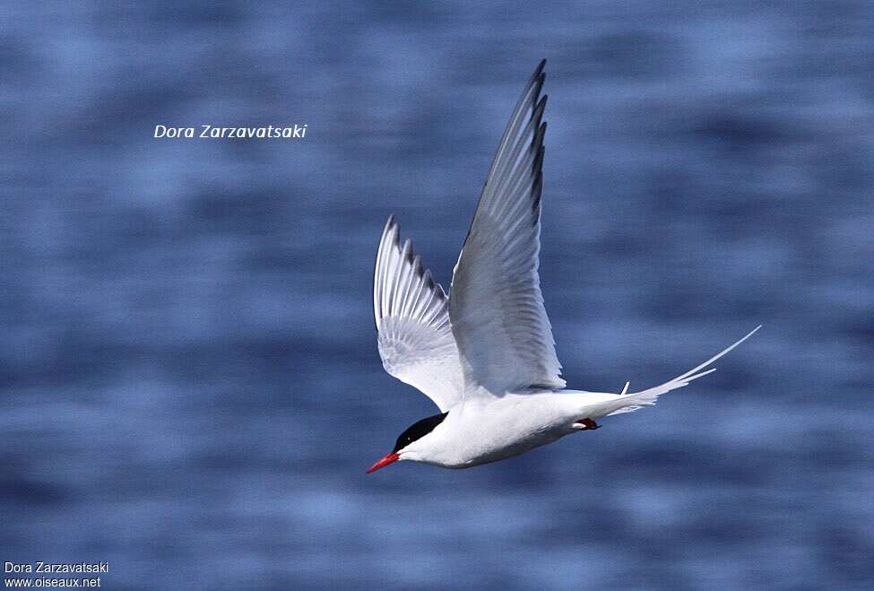 Arctic Ternadult breeding, Flight