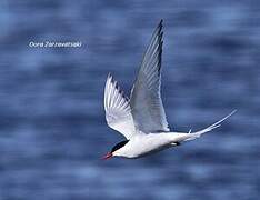 Arctic Tern