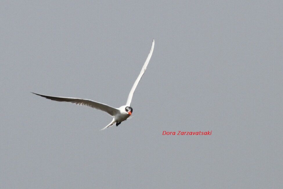 Caspian Tern