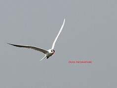 Caspian Tern