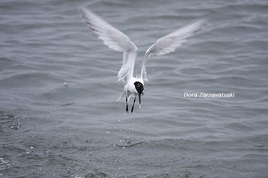 Sandwich Tern