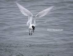 Sandwich Tern