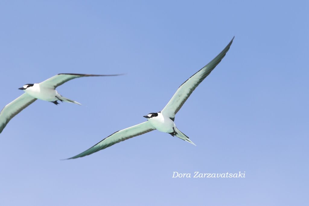 Sooty Tern
