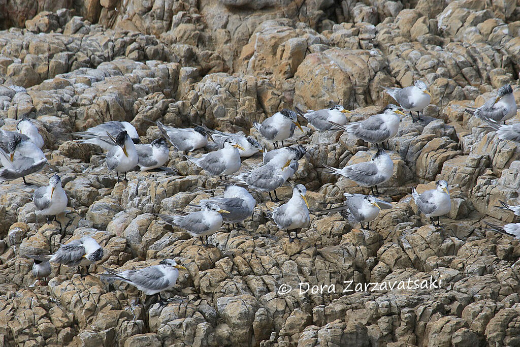 Greater Crested Tern