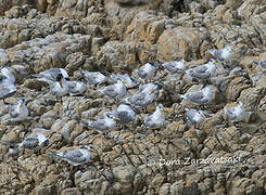 Greater Crested Tern