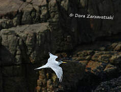 Greater Crested Tern