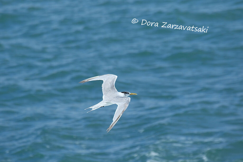 Greater Crested Tern, Flight