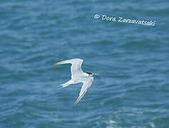 Greater Crested Tern