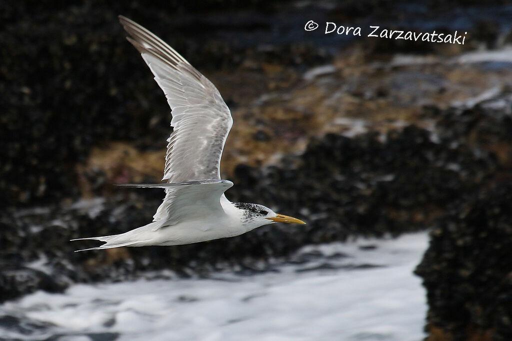 Greater Crested Tern, Flight