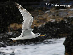 Greater Crested Tern