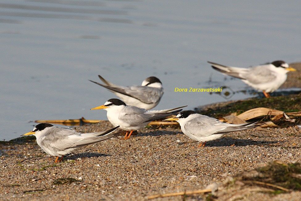 Little Tern