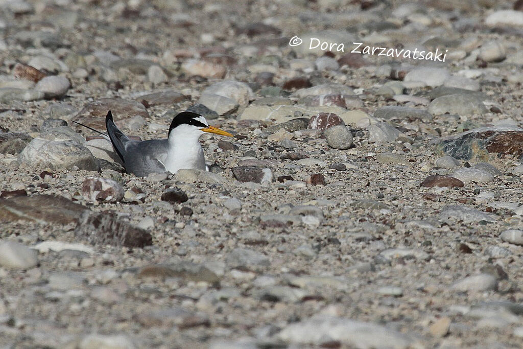 Little Ternadult, Reproduction-nesting