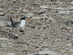 Little Tern