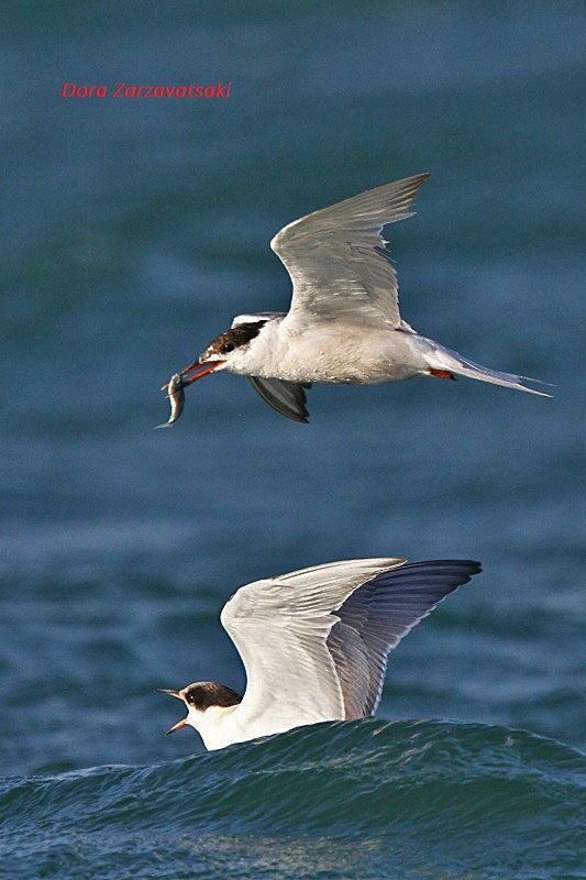 Common Tern