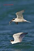 Common Tern