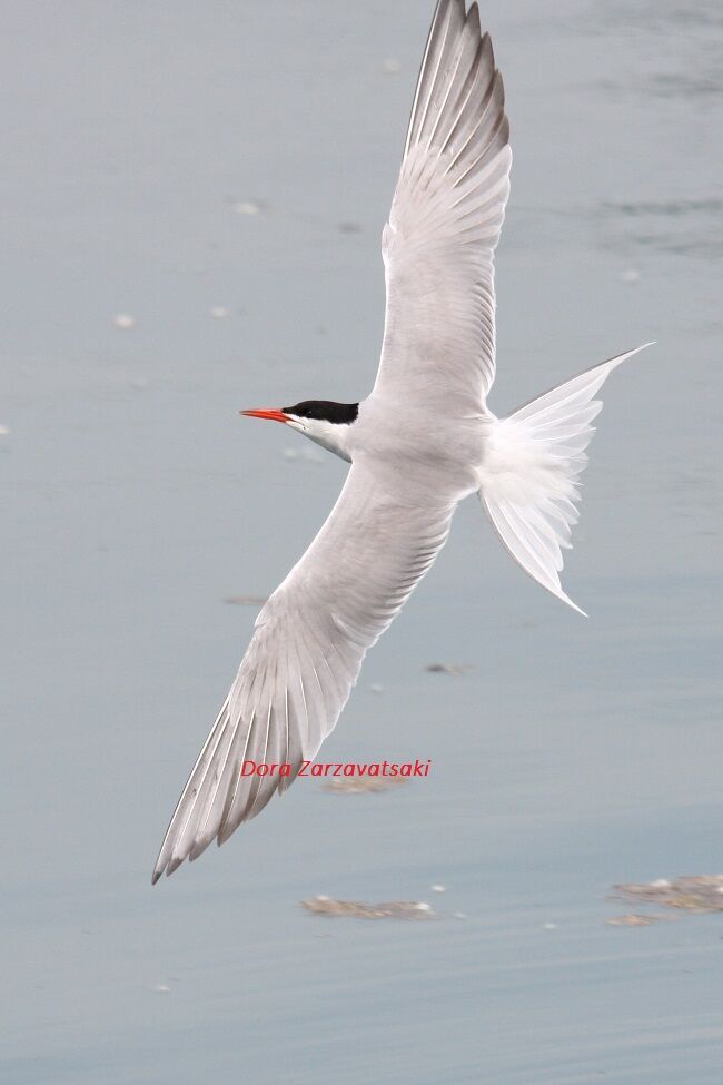 Common Tern