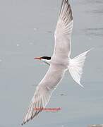 Common Tern