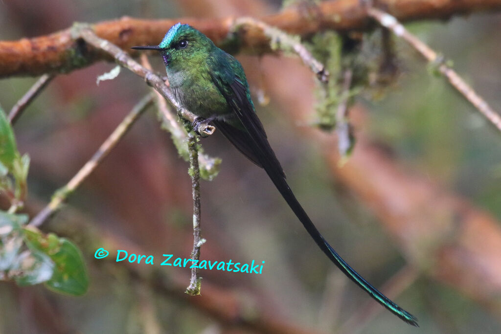 Long-tailed Sylph male adult, identification