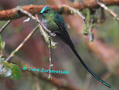 Long-tailed Sylph