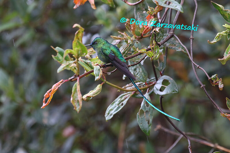 Long-tailed Sylph male adult, identification
