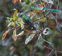 Long-tailed Sylph