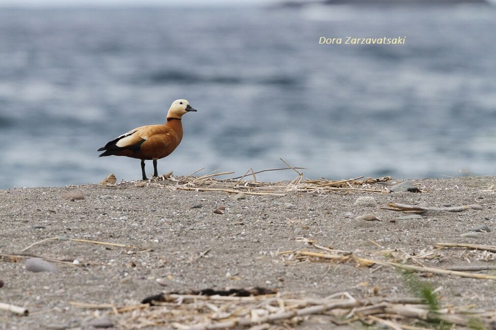 Ruddy Shelduck