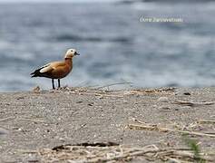 Ruddy Shelduck