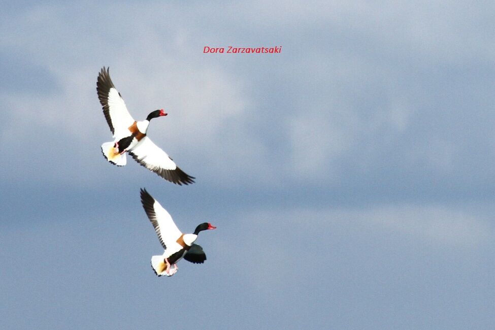 Common Shelduck