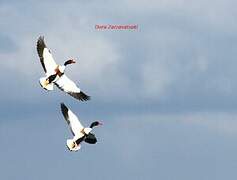 Common Shelduck